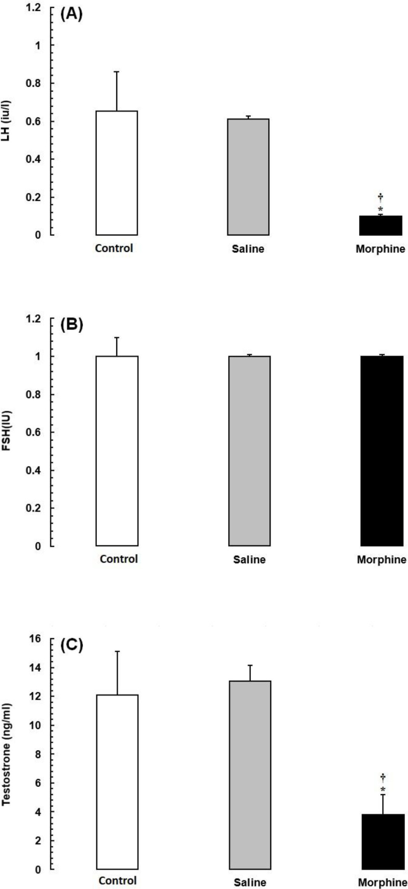 Effects of morphine on serum reproductive hormone levels in Wistar rats. Data are expressed as the mean ± SEM; *Significant decrease of the hormone level in the morphine group compared with the saline and control groups (P < 0.05).