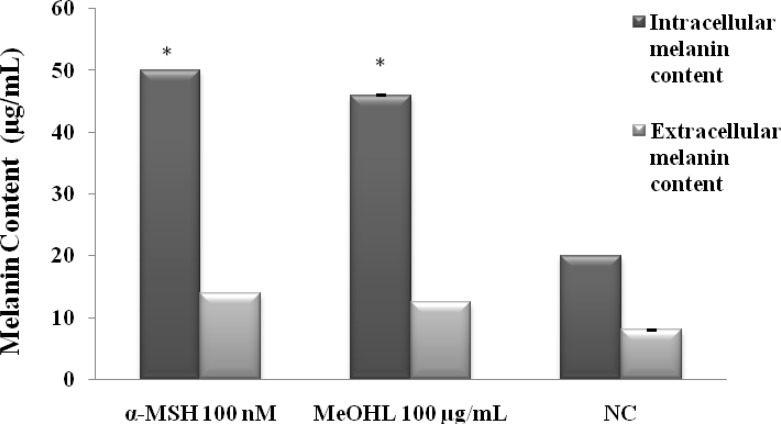 Effect of MeOHL extract (100 µg/mL) on melanin content in B16-F0 cells after 48 h of incubation. MeOHL: Methanol leaf extract. α-MSH: α-Melanocyte-stimulating hormone.  (*) p < 0.05 means a significant difference between the treated cells and untreated cells (NC