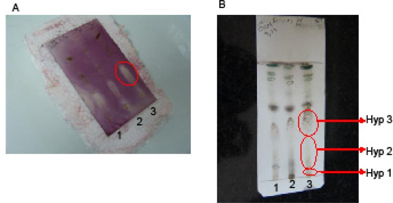 A) TLC bioautography on dichloromethane (DCM) extract of the algae (100 μg/spot; 1) Sargassum boveanum 2) Cystoseira myrica and 3) Hypnea flagelliformis) on a silica gel plate, and the plate immersed in Staphylococcus aureus suspension and after incubation at 37 ºC sprayed with iodonitrotetrazolium chloride solution (INT). The pale zones indicated the presence of antibacterial compounds. B) Silica gel TLC using 5% acetone in chloroform as the mobile phase visualised by vanillin-sulphuric acid solution which was then used as a guide to separate the antibacterial constituents on the preparative-TLC in three bands for the algal extracts. Hyp stands for Hypnea flagelliformis