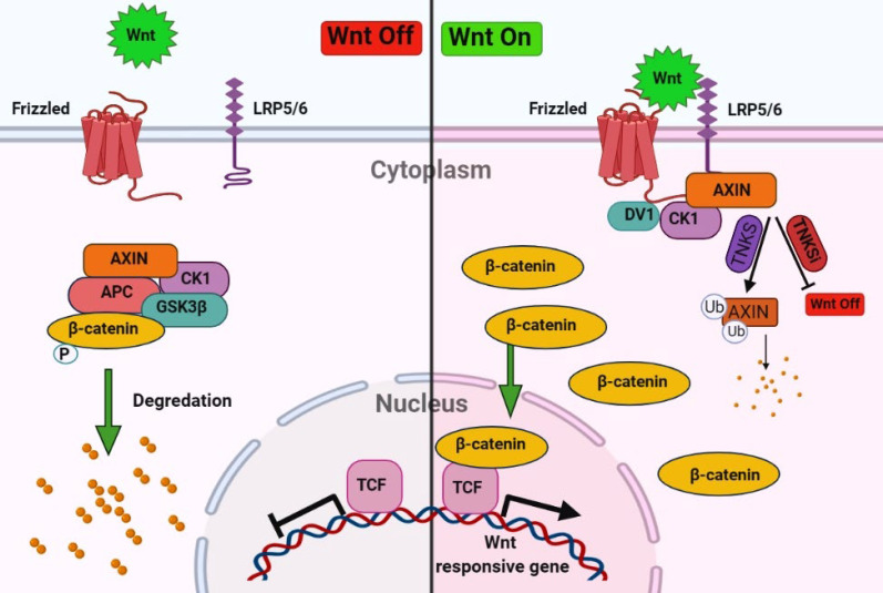 Overview of Wnt/β-catenin signaling pathway. In the absences of Wnt signaling degradation and phosphorylation of β-catenin will occur by the destruction complex, consisting of Axin, casein kinase 1α (CK1α), glycogen synthase kinase 3β (GSK3β), and the tumor suppressor adenomatous polyposis coli (APC) and in the presence of Wnt signaling cytosolic β-catenin translocation to the nucleus and transcript the genes. Tankyrase stabilized the β-catenin degradation by poly(ADP-ribosyl)ation (PARsylation) of Axin. Inhibitors of tankyrase (TNKSi) stabilize the AXIN and inhibit the Wnt/β-catenin signaling pathway