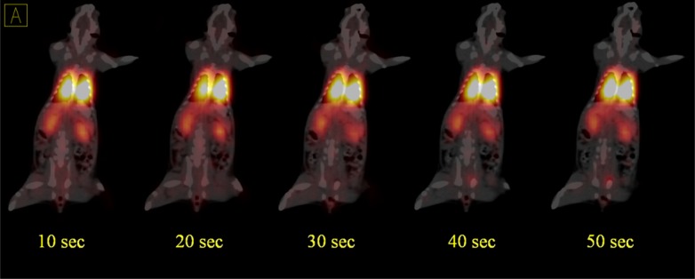 Dynamic PET/CT fused images of 68Ga-MAA in the second rat during the first minute after injection show quick absorption of 68Ga-MAA in lungs and both kidneys. The injected dose was 1.85 MBq