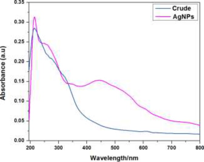 The UV-visible absorption spectra of crude plant extract and AgNPs