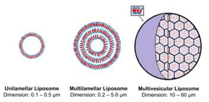 Main types of liposomes: unilamellar liposome, multilamellar liposome and multivesicular liposome