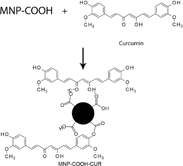  Interaction between curcumin and functionalized MNPs can be hydrogen bond or conjugation of functional groups