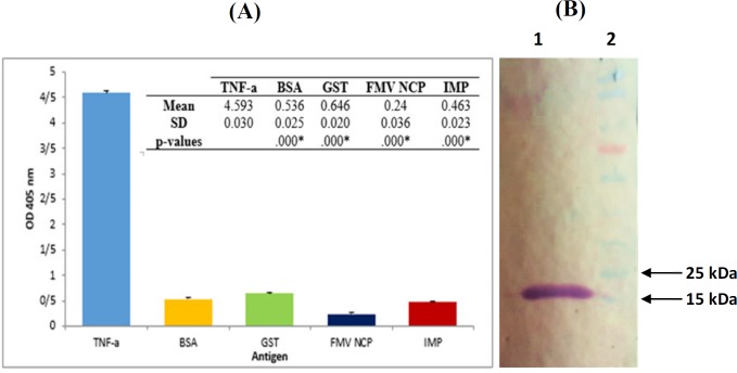 Characterization of TNF-α-scFv1. (A) Specificity of TNF-α-scFv1. ELISA plates were coated with 100 µg/mL of TNF-α, BSA, GST, IMP and FMV NCP and incubated with TNF-α-scFv1 solution. Subsequent steps were conducted as described in the text. Data are means ± SD from several independent experiments. *: p < 0.05; significant difference from scFv1-TNF-α (one-way ANOVA, followed by Tukey’s HSD test). (B) Western blot analysis of bacterial expressed TNF-α-scFv1. Periplasmicly expressed scFv was used as the primary antibody for binding to recombinant TNF-α which was blotted onto nitrocellulose membrane. 1: 17 kDa band of TNF-α; 2: PageRuler Prestained Protein Ladder (Thermo Fisher Scientific, USA