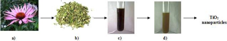 Schematic illustration of the green synthesis of TiO2 nanoparticles using aqueous extract of the E. purpurea herba, a) E. purpurea plant, b) E. purpurea powder, c) plant extract solution, d) plant extract with 1mM TiO2