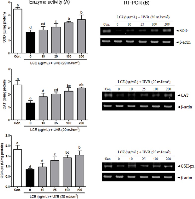 Effects of Lindera coreana leaf ethanol extracts (LCE) on the activity (A) and mRNA expression (B) of SOD, CAT and GSH-px in HaCaT cells exposed to UVB. Data are representative of three independent experiments as mean ± SD. a~e Mean values with different letters on the bars are significantly different (p< 0.05) according to Duncan’s multiple range test