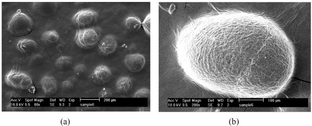 SEM images of chitosan-coated microcapsules loaded with extract; 80× (a) and b) 200× (b)