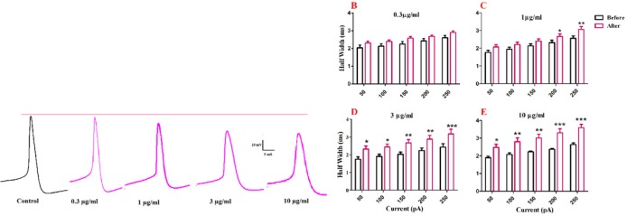 Effect of bath application of BS venom on evoked action potentials by depolarizing currents. (A) Sample traces representing changes in the half- width and AHP amplitude of evoked action potentials per pulse before and after bath application of BS venom. Changes in AHP amplitude of evoked action potentials per pulses were assessed before and after bath application of venom at 0.3 (B), 1 (C), 3 (D), and 10 µg/mL (E). Data were shown as mean ± SEM (N = 6-8 cells). *p <0.05, **p <0.01, ***p <0.001 and ****p <0.0001 compared with the values before bath application of BS venom