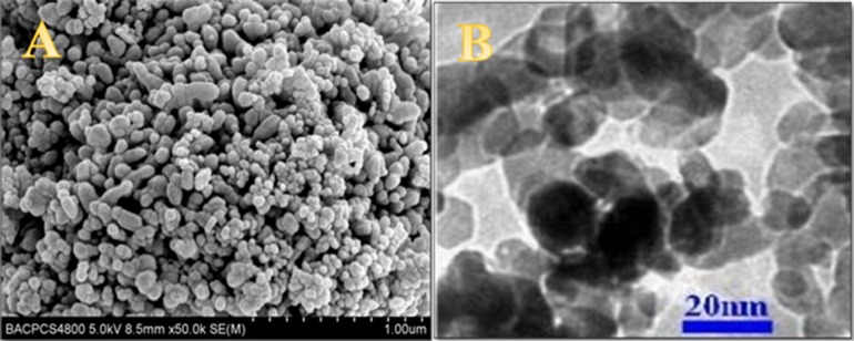 A) SEM and (B) TEM images of ZnO NPs