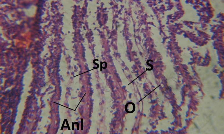 T.S. in control B. alexandrina (Hermaphrodite region). Anl= ancel's layer Sp= sperms S= spermatocytes O= oocyte X= 200