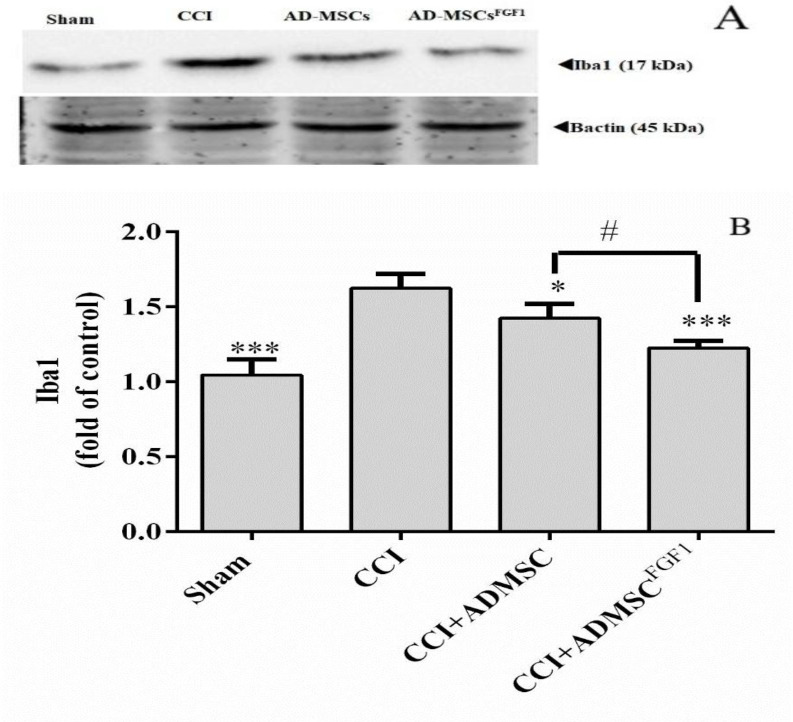 Effects of AD-MSCs and AD-MSCs FGF1 on expressions of Iba-1 protein in L4-L6 dorsal horn spinal cord of CCI rats on day 14. (A) Representative images of Iba-1 by western blotting. (B) The bar graphs show the relative protein band expressions of Iba-1. 𝛽-actin is the loading of protein control. Each value represents the mean ± SEM. *p < 0.05, ***p < 0.001 vs. CCI group; #p < 0.05 vs. AD-MSCs group. (n = 6)