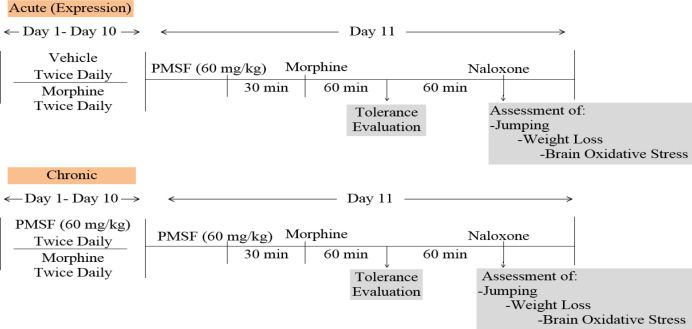 Timeline treatment with PMSF on acute and chronic morphine tolerance and dependence in morphine tolerant and dependent mice