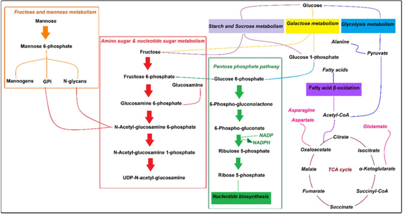 Pathway overview of the effect of xanthatin on amastigotes metabolome