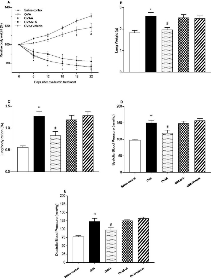 Effect of CB2 agonist on OVA-induced asthma in body(A) and lungs weight(B), lung/body ratio (C), systolic(D) and diastolic(E) blood pressure of rats. Data are expressed as mean ± S.E.M. (n = 6) and one-way ANOVA followed by Tukey’s multiple range test. *p <0.05 or **p < 0.001 as compared to saline control group, #p < 0.05 as compared to OVA group
