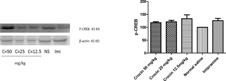 Effect of crocin on protein level of P-CREB in the rat cerebellum tissue. (A) Representative western blots showing specific bands for P-CREB and β-actin as an internal control. Equal amounts of protein sample (50 µg) obtained from cerebellum homogenate were applied in each lane. These bands are representative of four separate experiments. (B) Densitometric data of protein analysis. Data are expressed as the mean ± SEM