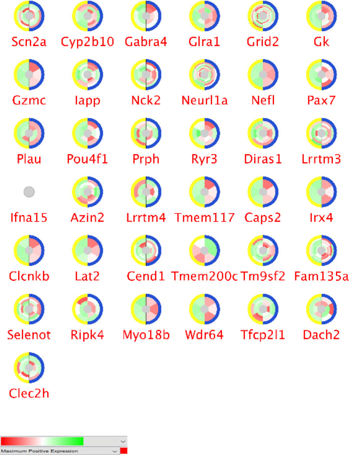 The normalized expression pattern for 37 significant down-regulated genes of the spleen in the treatment with garlic. Around each gene, color scheme changes refer to the values of expressions. Red is the maximum positive expression while green indicates negative expression changes. The white color indicates no expression and the grey color shows missing values in this presentation. The colors of outer circle indicate control and the treated group. The yellow color is the garlic treated group and blue is the control