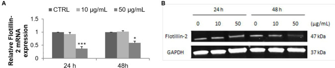 Effect of F9 acetone fraction on Flotillin-2 expression in untreated MCF-7 cells (CTRL) and in MCF-7 cells treated at 10 and 50 μg/mL for 24 and 48 h. (A) RT-qPCR analysis, the results were normalized relative to 18S ribosomal RNA level, expressed relative to untreated cells defined as 1.00. (B) Western blot representative, GAPDH was used as a control for protein loading