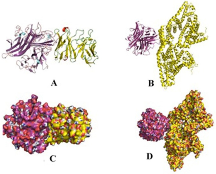 Comparison of 3D binding poses of docking complex of scFv for TNF-α and BSA. (A and C) The cartoon and surface 3D binding poses of TNF-α (purple)-scFv (yellow), respectively; (B and D) The cartoon and surface 3D model binding poses of scFv (purple)-BSA (yellow), respectively