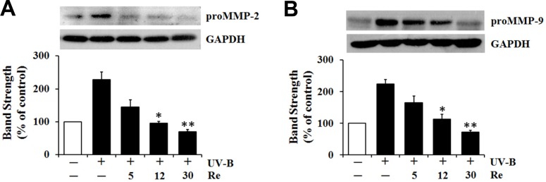 Suppressive effects of Re on pro-matrix metalloproteinase-2 (proMMP-2, A) and -9 (B) protein levels in cellular lysates prepared from HaCaT keratinocytes under irradiation with 70 mJ/cm2 UV-B. The HaCaT cells were subjected to the indicated concentrations (0, 5, 12 and 30 μM) of Re for 30 min before the irradiation. The proMMP-2 and -9 proteins, expressed as % of control, were determined using western blotting analysis with anti-MMP-2 and -9 antibodies. GAPDH was used as a protein loading control. The relative band strength, expressed as % of control, was determined with densitometry using the ImageJ software which can be downloaded from the NIH website. **P < 0.01; ***P < 0.001 versus the non-treated control (UV-B irradiation only