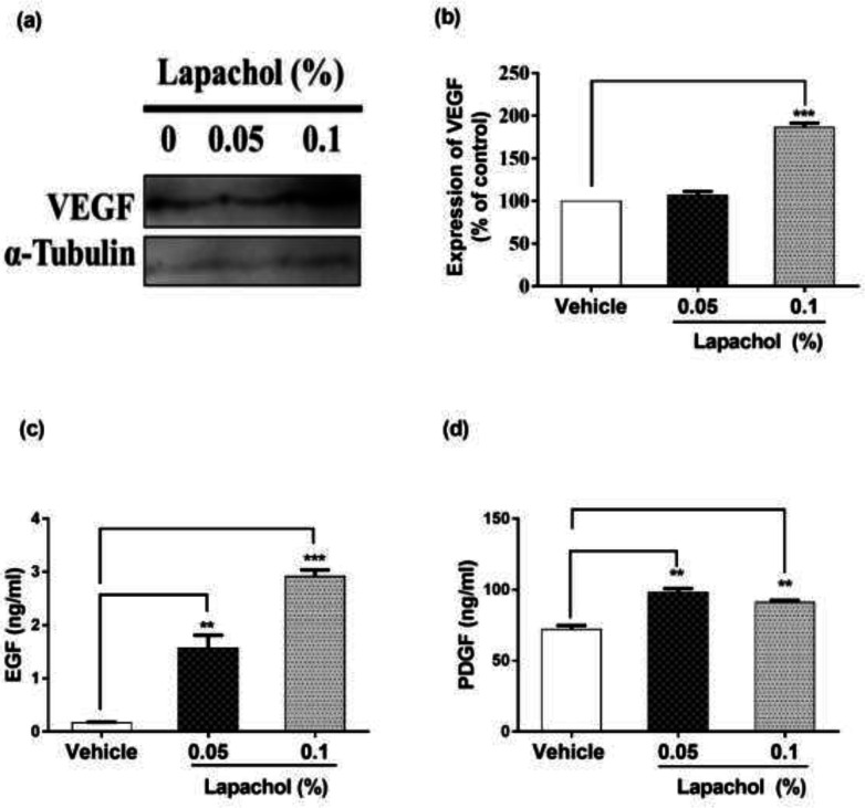 Effect of lapachol on angiogenesis and Growth factors. Five mice from each group were selected and sacrificed. Skin samples collected were subject to western blot analysis next day following the sacrifice for VEGF expression and ELISA for EGF and PDGF. (a) Western blot image showing expression of VEGF in the skin of mice from lapachol and vehicle-treated groups. (b) Graphical representation of the expression pattern of VEGF. (c and d) Mice treated with lapachol showed the highest concentration of EGF and PDGF as compared to vehicle. Values are means ± SD. ∗∗p < 0.01 and ∗∗∗p < 0.001 vs. vehicle/control group
