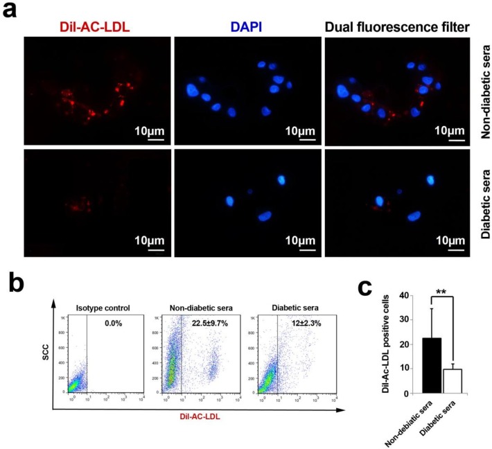 An analysis of Ac-LDL uptake capacity by immunofluorescence and flow cytometry techniques (A-C). The cells lost their ability to uptake Ac-LDL under diabetic condition. Both immunofluorescence imaging (A) and flow cytometric analysis (B) confirmed a vivid decline in the percent of fluorescent tag cells (C). Data were presented as means ± SD. Statistical analysis was performed using student's t-test. * p < 0.05, **p < 0.01, ***p < 0.001.
