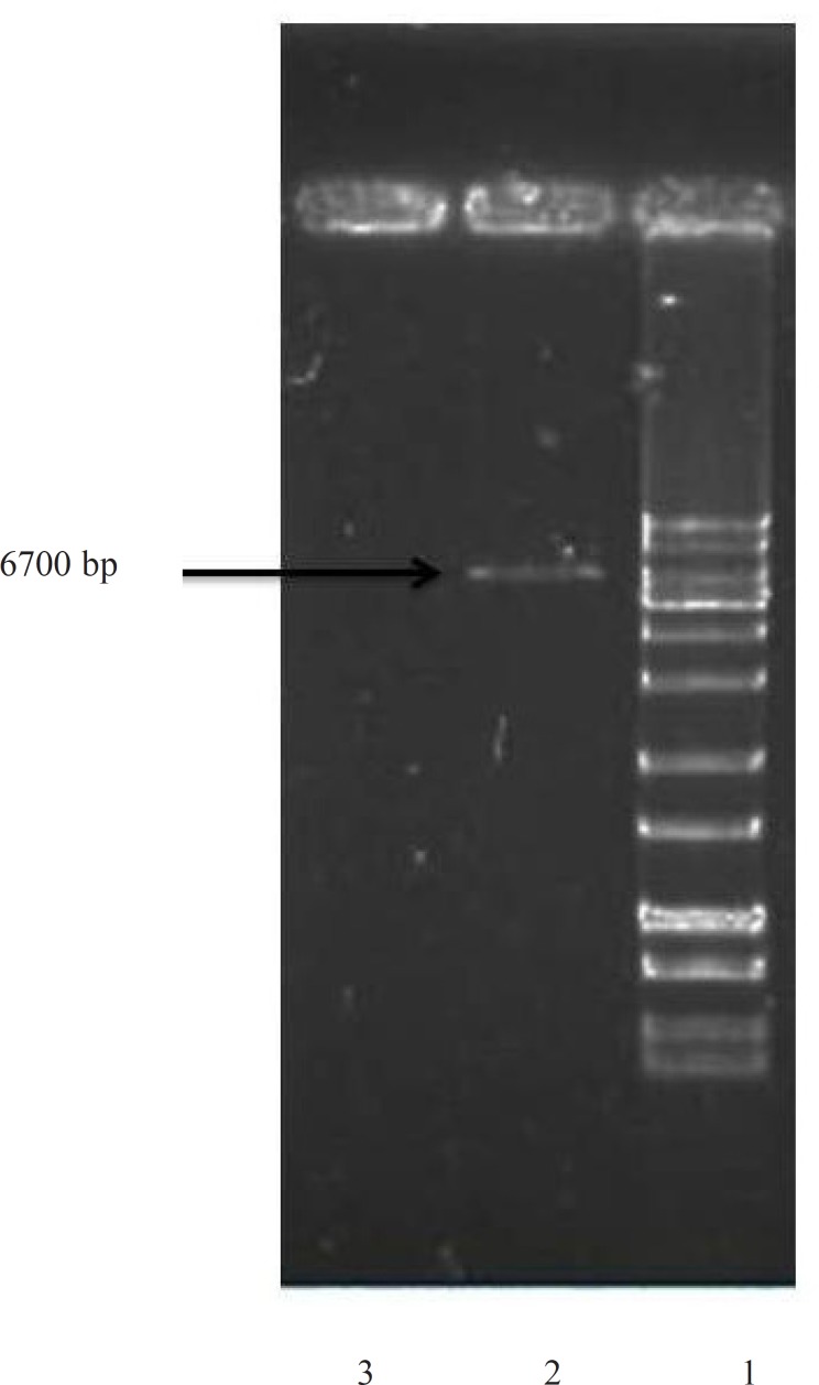 Confirmation of rhINF-β encoding gene in Escherichia coli after plasmid extraction by 0.8 % agarose gel electrophoresis. Lane 1: GeneRuler™ 1 kb DNA Ladder (Fermentas), Lane 2: Escherichia coli BL21 (DE3) with plasmid (Positive control), Lane 3: Escherichia coli BL21 (DE3) without plasmid (Negative control).