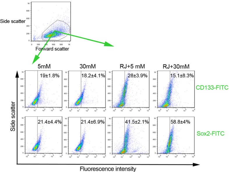 Representative illustration of the effect of RJ on features of HUVECs stemness under 5 and 30 mM glucose conditions. Both CD133 and Sox-2 factors were analyzed by using flow cytometry methods. Data are expressed as mean ± SD (n = 3).