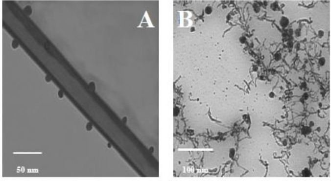 TEM images of modified CNTs. (A) TEM image of PEGylated O-CNTs. (B) TEM image of PEGylated O-CNT/Ag NPs