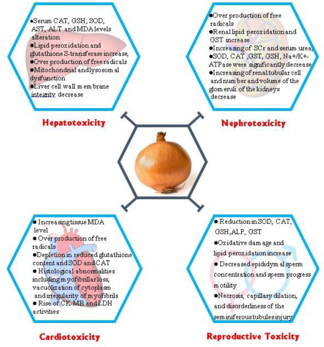 Some protective effects of Allium cepa against toxicity with its underlying mechanisms. CAT: Catalase; GSH: Glutathione; SOD: Superoxide dismutase; AST: Aspartate Aminotransferase; ALT: Alanine transaminase; MDA: Malondialdehyde; GST: Superoxide Dismutase; SCr: serum creatinine; LDH: Lactate dehydrogenase, ALP: Alkaline Phosphatase