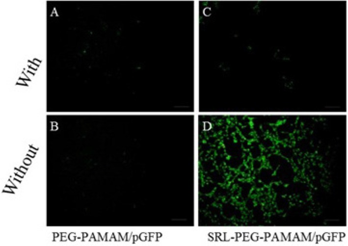 Gene expression on C6 glioma cells. The fluorescence images of GFP expression were taken 48 h post-infection with PAMAM-PEG/DNA and PAMAM-PEG-SRL/DNA with or without lactoferrin. Bar: 50μm. Results were performed as fluorescent microscopy images