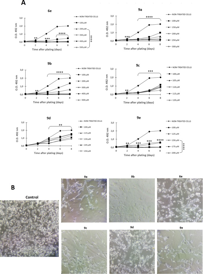 Antiproliferative effect of S-allyl cysteine ester - caffeic acid amide hybrids on SW480 colon cancer cell growth. A) Results obtained with sulforhodamine B assay. B) Representative images of SW480 cells 48 h after treatment with the IC50 value (Magnification: 20x). Data are presented as the mean ± SE of at least three independent experiments (**p < 0.01; ***p< 0.001; ****p < 0.0001). Optical Density (O.D.) is directly proportional to cell mass of adherent cells