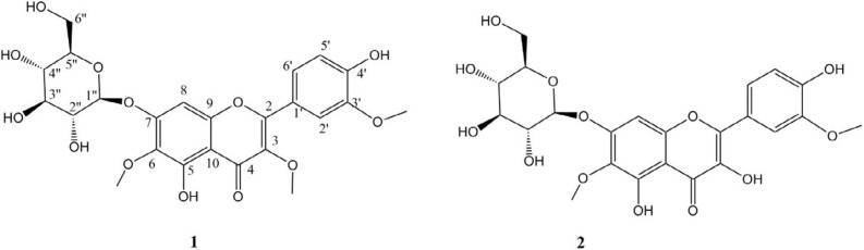 6-Methoxylated flavonoids from C. schmidii