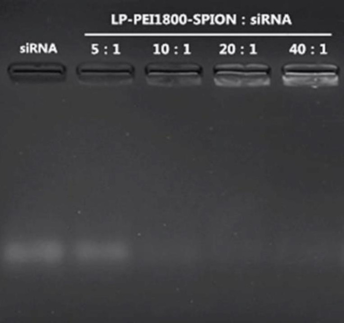 Agarose gel electrophoresis images of LP-PEI1800-SPION/siRNA at various weight ratios from 5 to 40, and naked siRNA was used as a control