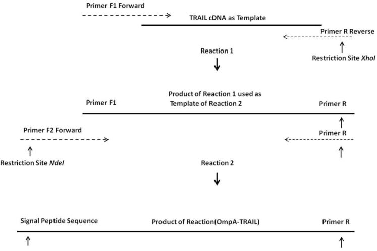 OE-PCR protocol for the insertion of the OmpA signal sequence into the TRAIL cDNA. Reaction 1: hybridization of 3´ region of primers F1 with terminal regions of TRAIL cDNA and synthesis a part of the OmpA signal sequence. Reaction 2: using the product of the reaction 1 as a template by primer F2 and completion of whole OmpA signal sequence.