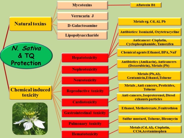 Schematic description of N. sativa and TQ against toxicities induced by natural toxins and chemicals in different tissues