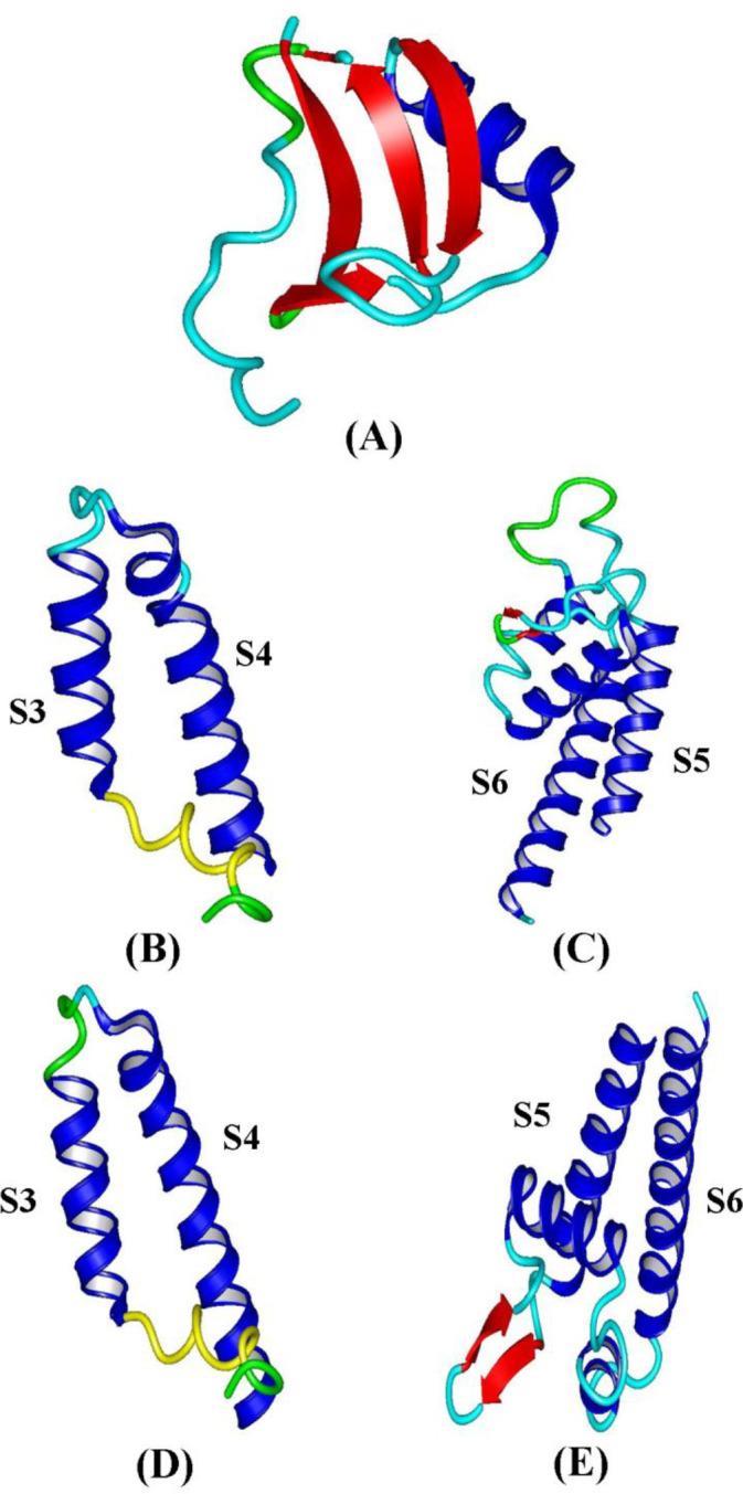 The three-dimensional structures obtained by Phyre2 and CPHmodel. (A) Analgesic toxins. (B) (S3-S4) IV domain NaV1.9. (C) (S5-S6) IV domain NaV1.9. (D) (S3-S4) IV domain NaV1.8. (E) (S5-S6) IV domain NaV1.8