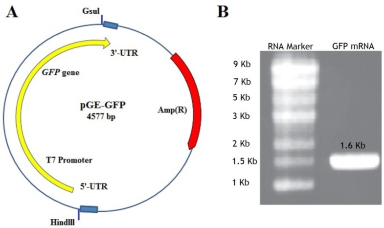 (A) The pGE-GFP plasmid containing GFP gene and cis-acting flanking structures such as T7 promoter, the 5 and 3un-translated regions (UTRs) adjacent the ORF. At the beginning and the end of the sequence containing the GFP gene, two restriction enzymes Hindlll and Gsul have been placed. (B) The GFP mRNA transcript with a length of about 1.6 kb shown on an agarose gel 1.1%. Marker Column: RNA marker with a length of 0.5-9 kb