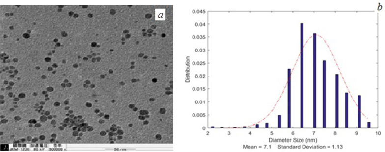 (a) TEM image and (b) size distribution curve of SPIONs