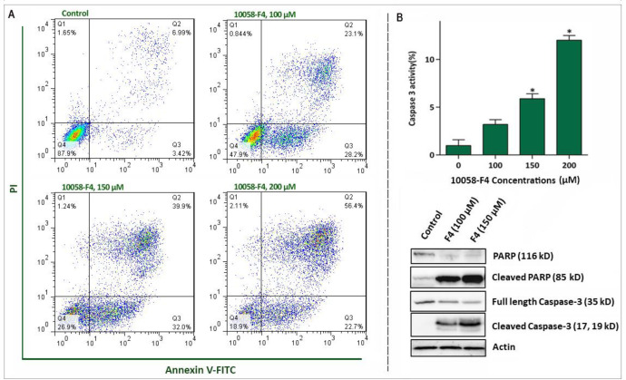 Abrogation of c-Myc induced caspase‐3‐dependent apoptosis in NB4 cell lines. (A) Treatment of NB4 cells with 10058-F4 remarkably increased the percentages of Annexin-V/PI positive cells. (B) 10058-F4 imposed a considerable elevation in caspase-3 activity and increased the amount of cleaved caspase 3 and PAPR. Values are given as mean ± SD of three independent experiments. *P ≤ 0.05 represented significant changes from the control