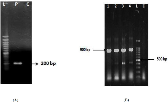 (A) Amplification of IMe-AGAP gene with product size of ~ 200 bp is seen in P line. L: 50 bp DNA ladder. (B) Results of colony-PCR with T7 promoter primer of vector and reverse primer of gene. L: 100 bp DNA ladder, 1-4: positive clones with size band ~ 900 bp, C: Original vector
