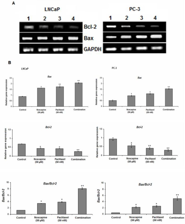 Effect of 50 nM paclitaxel, 50 µM noscapine and their combination on mRNA expression of Bax and Bcl-2 genes of LNCaP and PC-3 human prostate cancer cells using RT-PCR after 48 h A: Lane 1: control; Lane 2:50 µM noscapine; Lane 3: 50 nM paclitaxel; Lane 4: Combination. B: Relative quantitation of mRNA expression of Bax and Bcl-2 and was quantified against the housekeeping gene (GAPDH). A significant increase in Bax/Bcl-2 ratio was observed with LNCaP and PC-3 cells combined treated of paclitaxel and noscapine respectively compared to control cells. Results were expressed as mean ± SEM. *P<0.05 and **P<0.001
