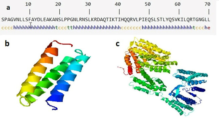 Secondary and tertiary structures of EC3 domain and CD133. (a) The predicted secondary structure of D-EC3 with the use of SOPMA software. H: Alpha helix, E: Extended strand, T: Beta-turn and C: Random coil, (b) The alpha chains of D-EC3 protein. (c) Native CD133 protein by I-TASSER server