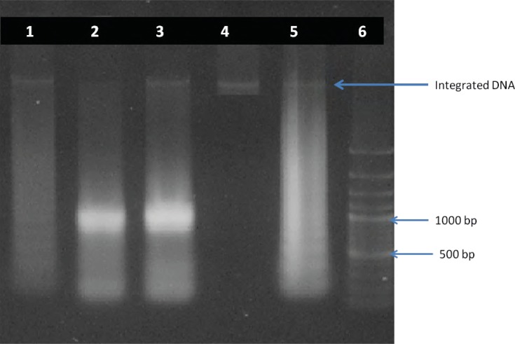 DNA fragmentation analysis by agarose gel electrophoresis. The DNA of promastigotes treated with 10, 25 and 50 μg of artemether after 24 h of incubation (lines 1-3). Integrated DNA (line4). Standard apoptotic ladder (line 5) and DNA marker (line 6).