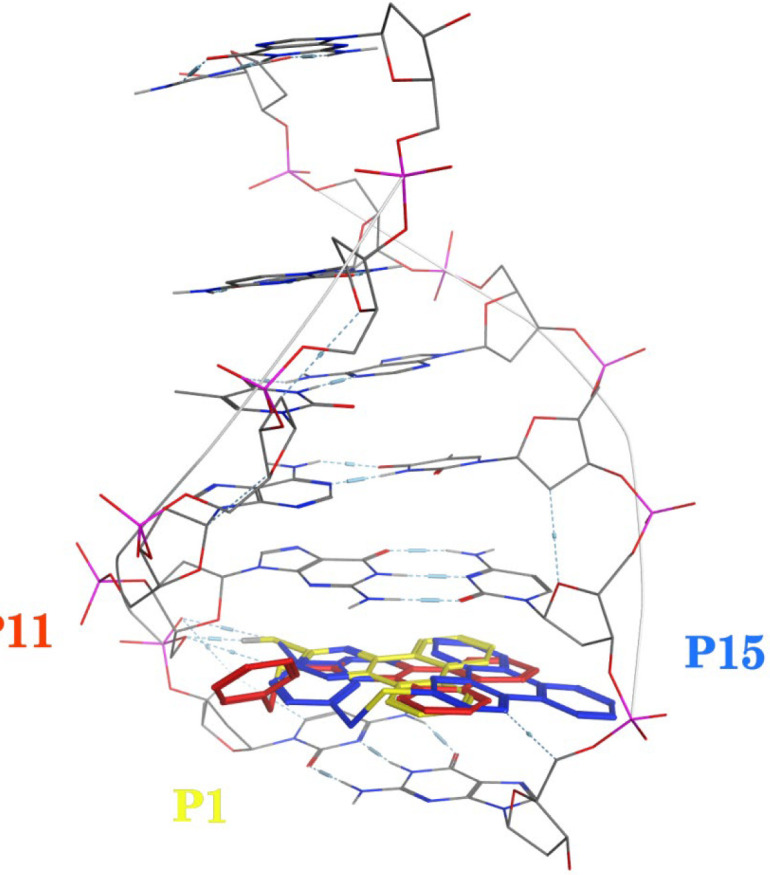 Dock poses of compounds P1 (yellow), P11 (red) and P15 (blue) with DNA