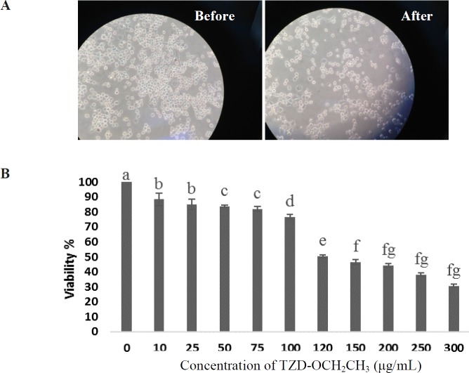 Effect of TZD-OCH2CH3 on cell viability in LPS-stimulated RAW264.7 cells. (A) Before and 24 h after TZD-OCH2CH3 treatment. (B) Cells were incubated in the presence of TZD-OCH2CH3 (0-300 μg/mL) with the addition of 1 µg/mL LPS for 24 h. Cell viability was determined by the MTT assay. Values represent the means ± SDs of three independent experiments. *P < 0.05 indicates statistically significant differences from the control group