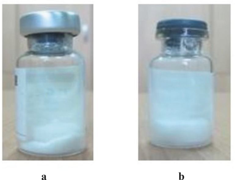 Cake appearance of lyophilized intravesical BCG, a) freeze-dried formulation containing sodium glutamate, b) freeze-dried formulation containing trehalose