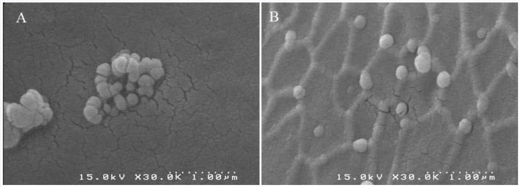 Scanning electron micrographs (SEMs) of albumin nanoparticles prepared by desolvation procedure. At the last step, nanoparticles were crosslinked with GA (A) or UV + glucose (B).