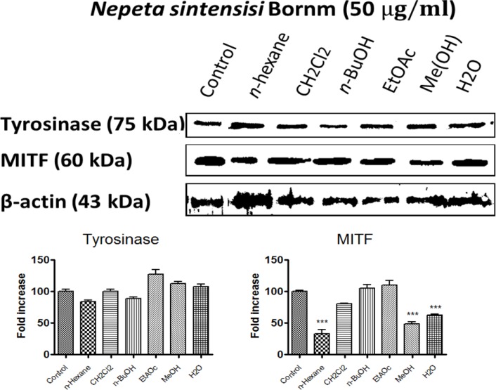 Effect of N. sintenisii on tyrosinase and MITF protein level in B16F10 murine melanoma cells. B16F10 melanoma cells were treated with 50 µg/mL of different N. sintenisii extracts for 48 h. The loading control was β-actin antibody. The relative intensities of tyrosinase and MITF protein compared with the β-actin using Quantity One software
