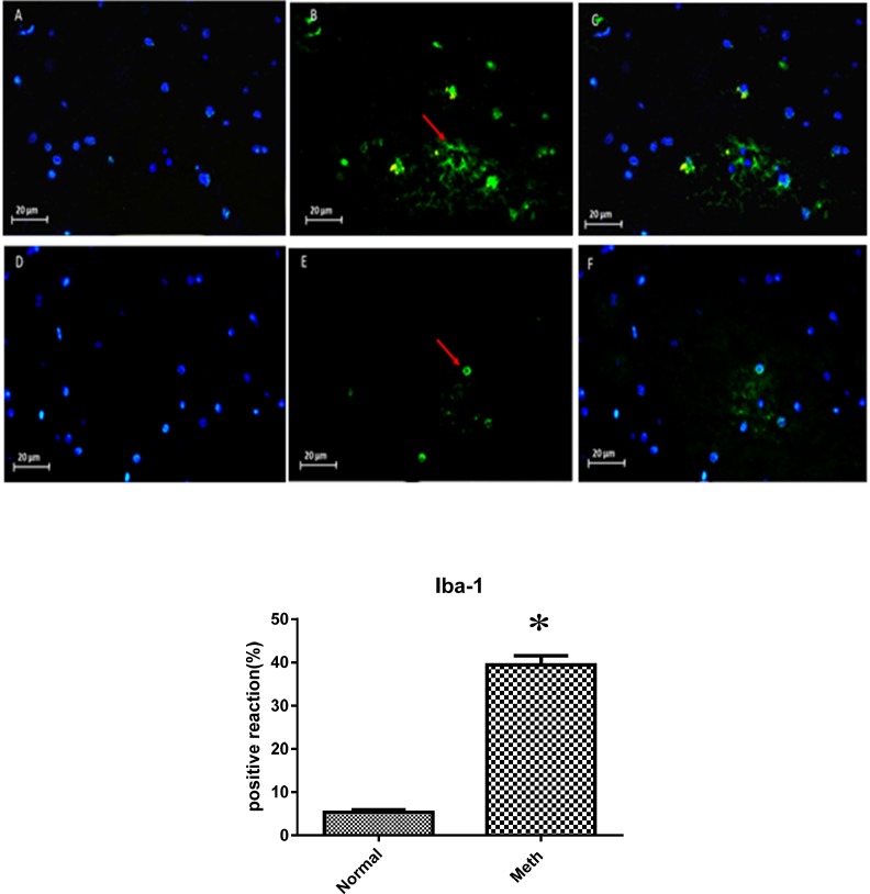 Expression of Iba-1 in Meth and Normal groups, upper row (Meth groups) lower row (Normal groups) (A and D) nuclei stained by DAPI (Blue). (B and E) primary antibody to Iba-1(Green), (C and F) merge. Iba-1protein levels increased in the Meth groups compared to Normal groups (*P < 0.05)